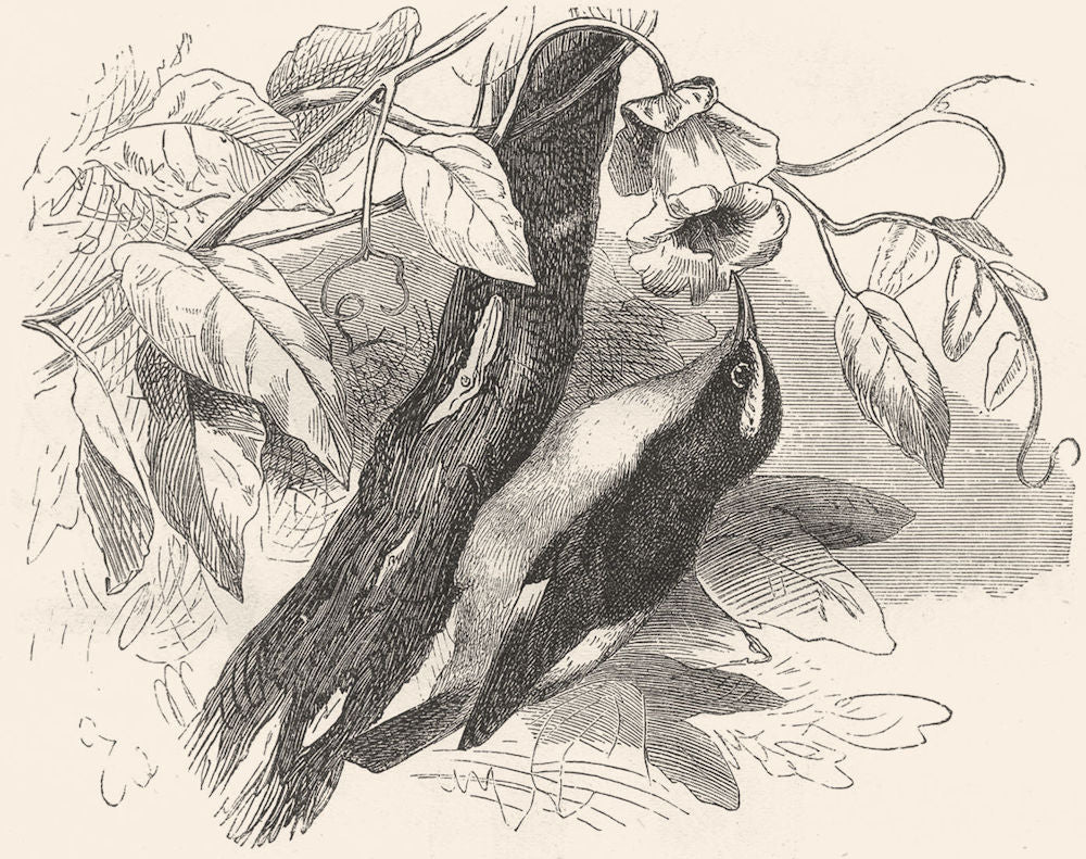 BIRDS. Searcher. Climber. Banana Quit c1870 old antique vintage print picture